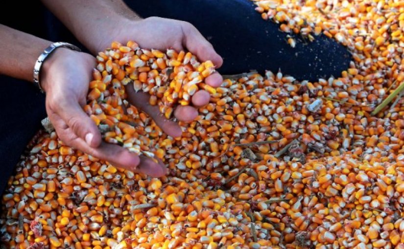 Preço do milho atinge menor patamar em mais de 40 dias